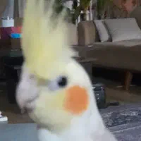 عروس هلندی مولد سخنگو
