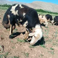 گوسفند،قوچ پلنگی