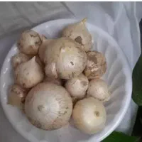 موسیر کوهی