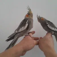 پرنده دستی وسخنگو عروس هلندی سینامون