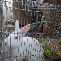 خرگوش|موش و خرگوش|اصفهان, بوستان ناژوان|دیوار