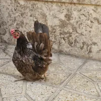 مرغ وخروس چاپنیز