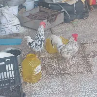 خروس اصل محلی