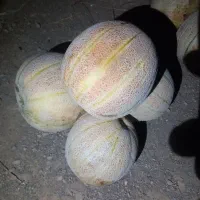 طالبی ساوه