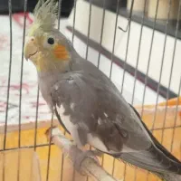 عروس هلندی بالغ