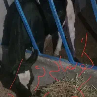 گوساله فروشی