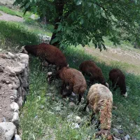 گوسفند