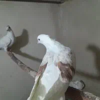 کفتر یا کبوتر