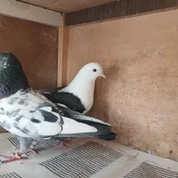 جفت کبوتر