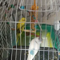 یک جفت مرغ عشق