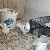 کفتر کبوتر طوقی هفترنگ