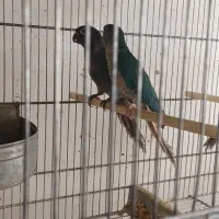 جفت گرینچیک تراکویس نرمال و یلو
