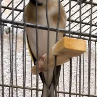 سهره سرسیاه