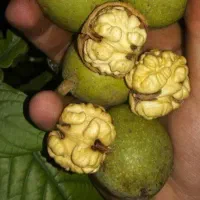 گردو کاغذی محلی