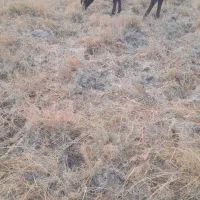 ۳عدد گوساله نر