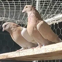 کفتر دهن جور ، کفتر با اصالت ، کفتر گرو