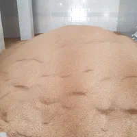 گندم بوجاری شوده بذری