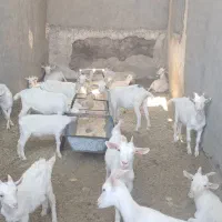 بز سانن