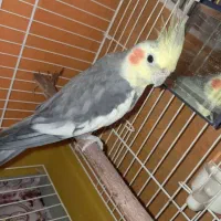 یک عدد عروس هلندی سخن گو نر مست مست فروشی