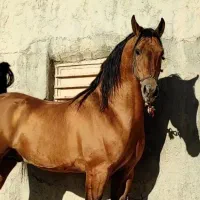 سیلمی