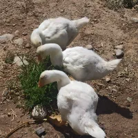 قوغاز