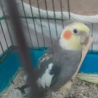 عروس هلندی نر ۱ ساله بازی گوش