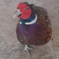مرغ
