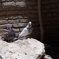 کفتر به شرط