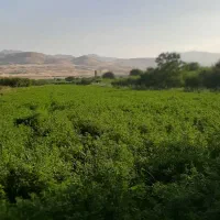 یونجه