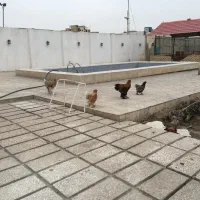 مرغ و خروس برهما
