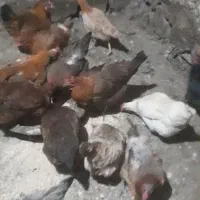 مرغ تخم گذار
