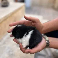 ۴عدد خرگوش لوپ