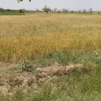 سرمایه گذار در زمینه بسته بندی