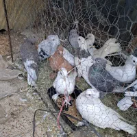 کفتر پرشی