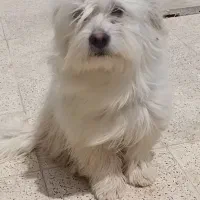 معاوضه با مرغ و خروس