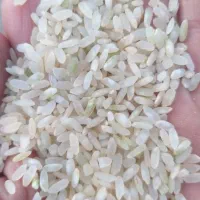 برنج کامفیروزی