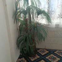 نخل شش شاخه
