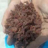 کشمش یا مویز افتابی انگور عسکری