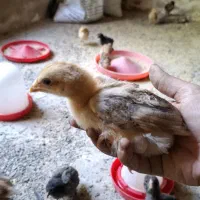 جوجه محلی 21 روزه