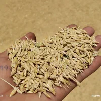 جو .و.گندم