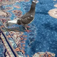 کفتر|پرنده|مشهد, انصار|دیوار