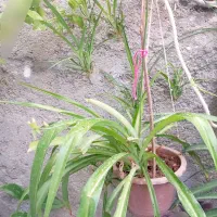 گل گندمی کشمیری ۵۶