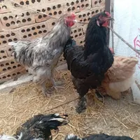 خروس برهما|حیوانات مزرعه|تهران, عبدالله‌آباد|دیوار