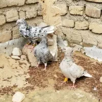 نرماده هفرنگ دم سفید