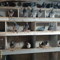 فروش کبوتر دوبر پلاک دار نوک سوزنی ، عراقی ، اردنی