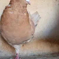 کبوتر زردنرکاکول