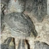 جوجه بلدرچین بیست پنج روزه