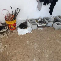 بوقلمون جوجه و بزرگ