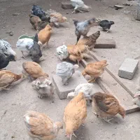 جوجه
