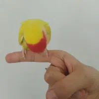 یک جفت طوطی مولد